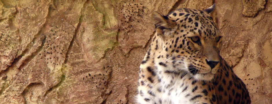 激活市场稳定的手机号轰炸在线